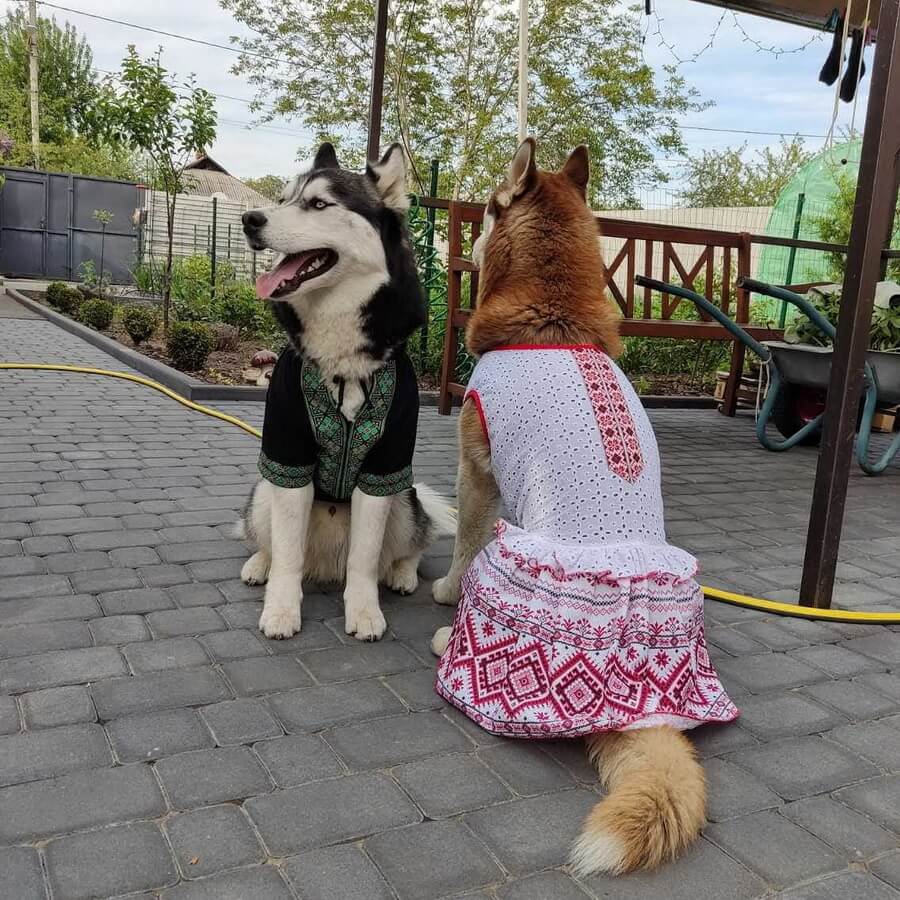 Вышиванки для собак больших пород. Купить вышиванку для собаки. На фото собаки породы хаски в вышиванках